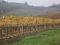 Vite Nel Monferrato