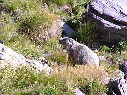 marmotta