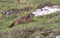 marmotta