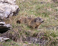 marmotta